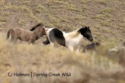 Twister with Corazon and Cinch