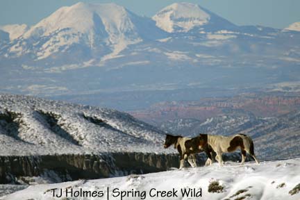 Pintos against the La Sals