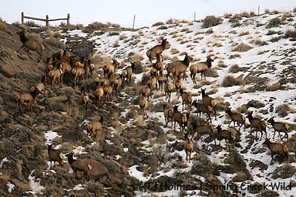 Elk herd