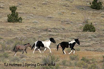 Cinch, Corazon and Twister