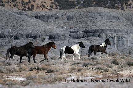 Bachelor pintos, Ty and Mesa