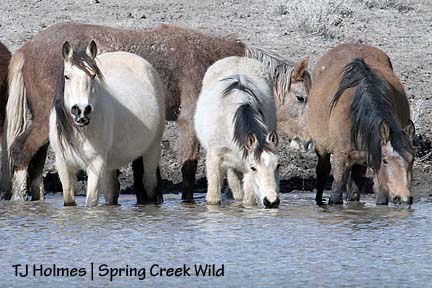 Luna, Kestrel and Piedra