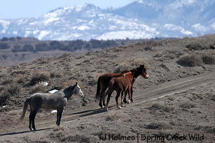 Seven, Molly and Roja
