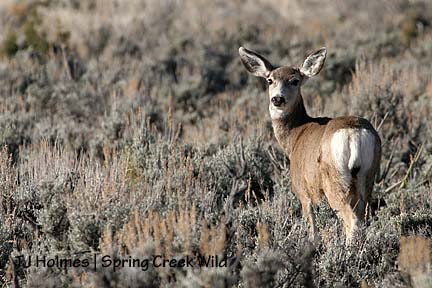 Mule deer doe