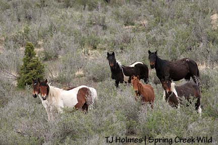 Ceal with the pintos