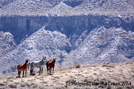 Seven, Molly and Roja