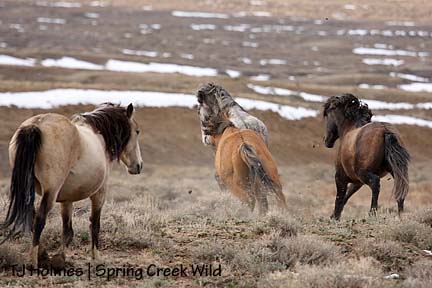 Hollywood running off bachelors