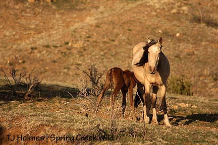 Luna\'s filly nursing