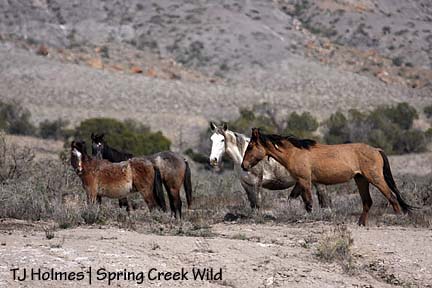 Jif, Houdini, Twister and Two Boots
