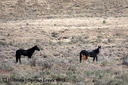 Bounce, Alegre and filly