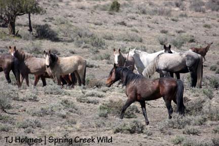 Duke with Steeldust\'s band