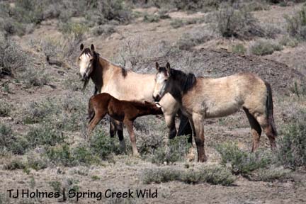 Luna with her babies