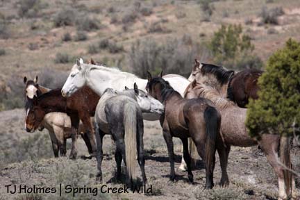 Steeldust licks Piedra