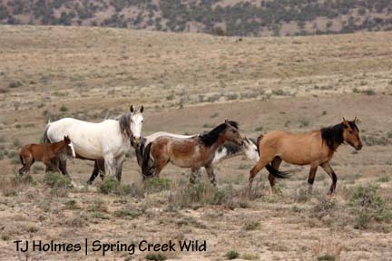 Houdini and Iya with band