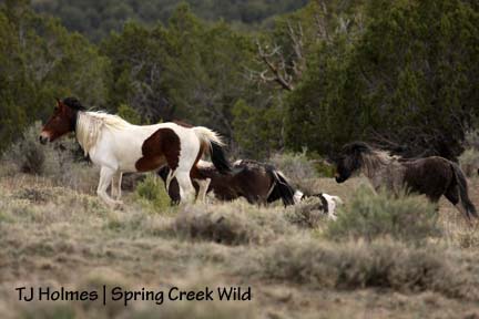 Chipeta leading pinto band