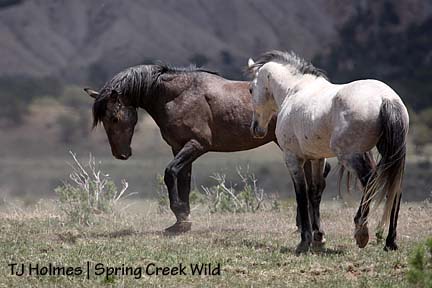 Comanche and Grey