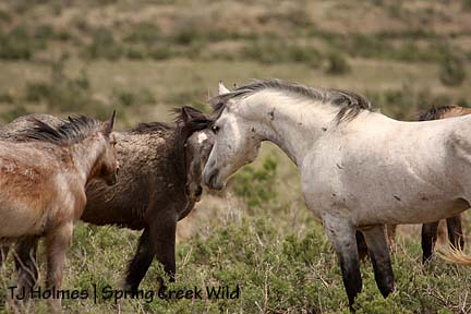 Grey, Twister and Two Boots