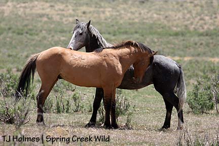 Hollywood and Kreacher