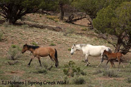 Houdini and Iya, and Jif