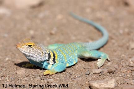 Male collared lizard