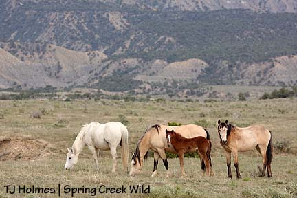 Steeldust\'s mares and foals