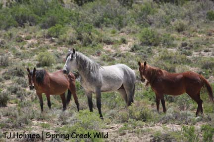 Molly, Seven and Roja