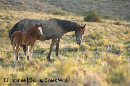 Alegre and Gaia near sunset