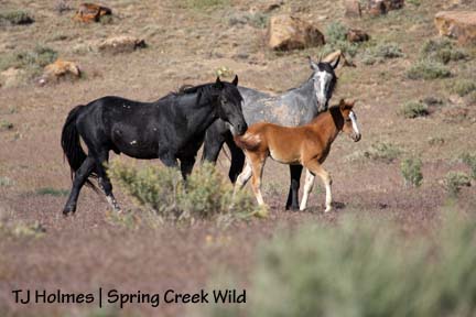 Bounce, Alegre and Gaia