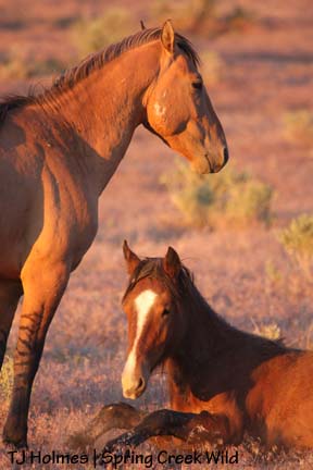 Hollywood and Baylee