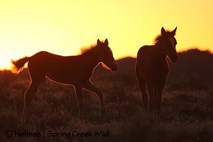 Pinon and Ember at sunset