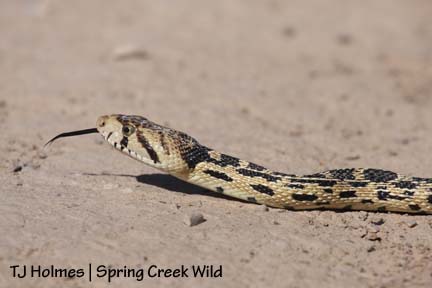Bull snake