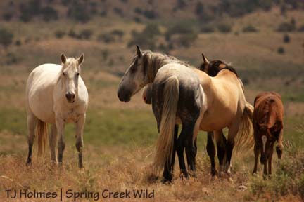 Alpha with Steeldust, Luna, Butch and Ember