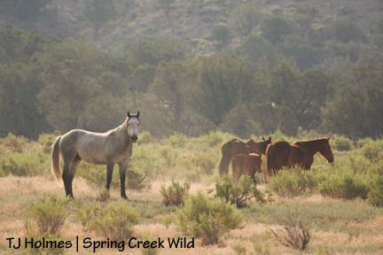 Seven's band near sunrise