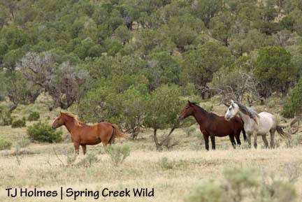 Roach, Poco and Bones