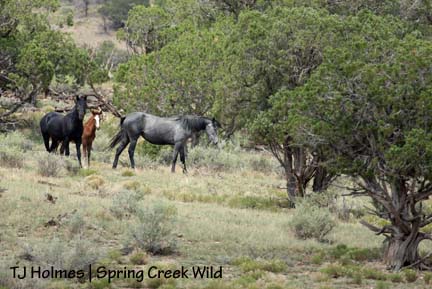 Bounce, Gaia and Alegre