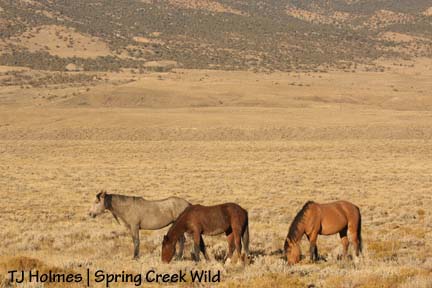 Family within the family