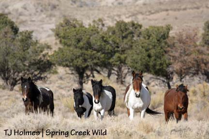 Copper and the girls with spots