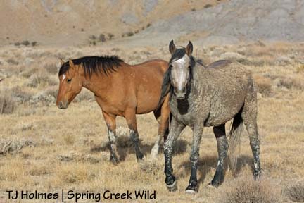 Piedra and Hollywood