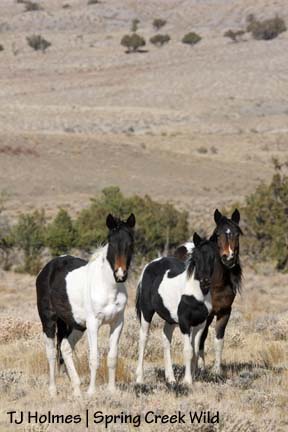 Kiowa and her baby girls
