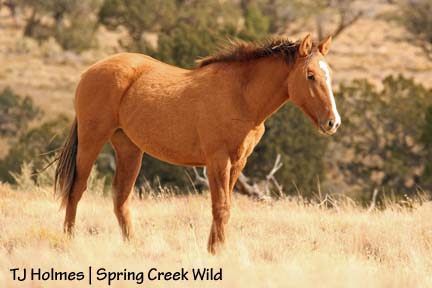 Plain old regular dun