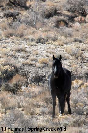 110808bounce Big Daddy