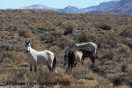 110808greytwisthoudini Defending his turf