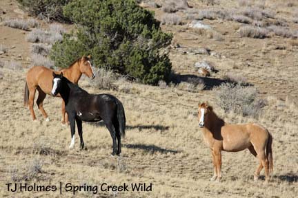 110808newgirls Girl band