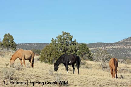 110808newgirlsgraze Grazing