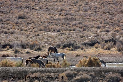 110808sdpondzoom Band at water 2