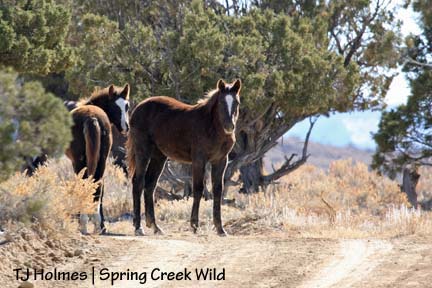 110808stormember Innocents