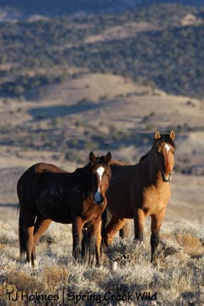 Baylee and Hollywood