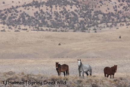 Molly, Seven and Roja