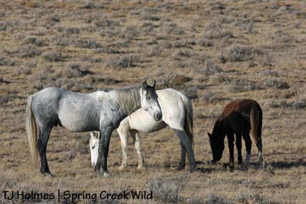 Steeldust, Alpha and Storm