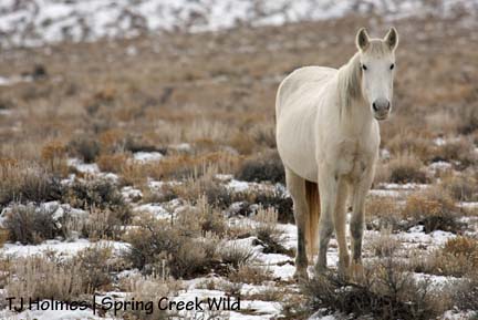 121208alpha Snow queen